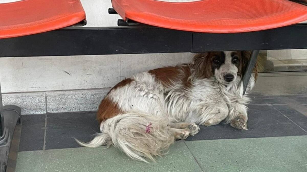 «Hachiko a la chilena»: Perrita espera por días fuera de un Cesfam a su dueño fallecido