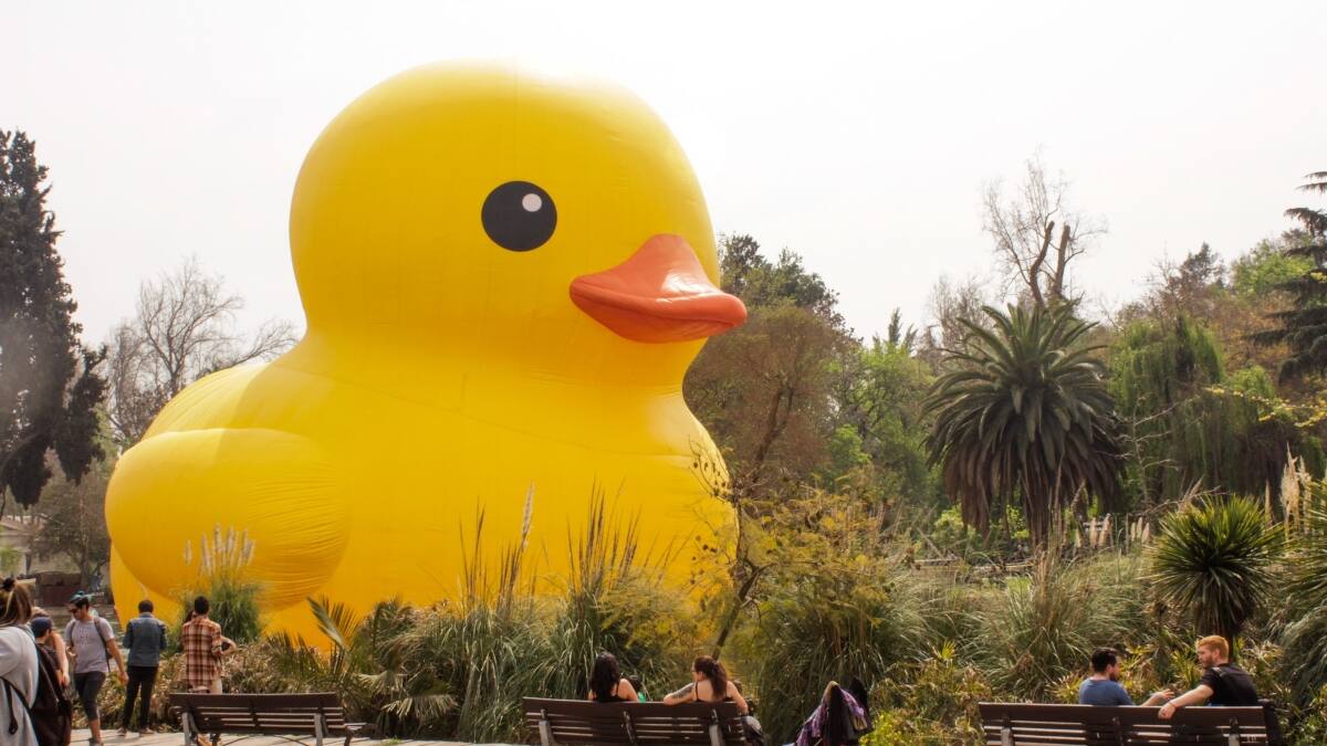 ¡Se va! Pato de hule gigante continúa el recorrido y llega a Iquique