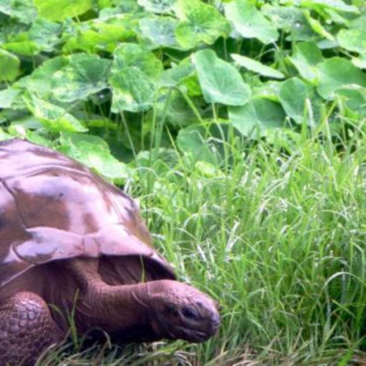 Descubren que la tortuga más vieja del mundo mantuvo una relación homosexual por 26 años