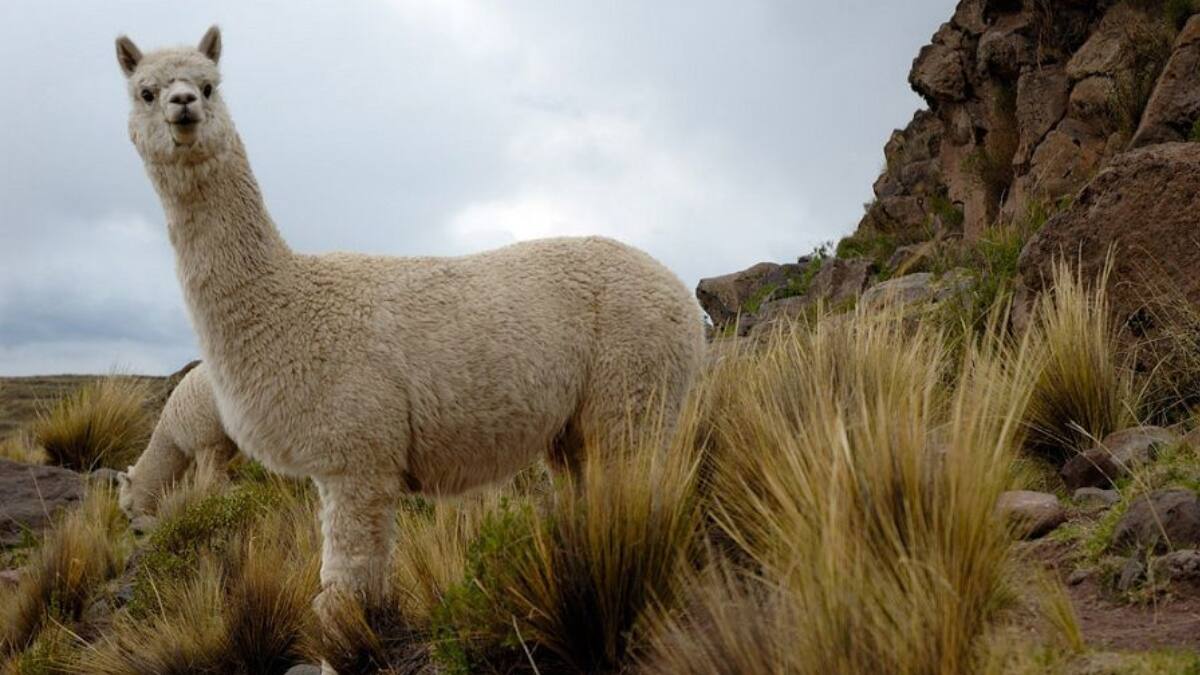 Alpacas al rescate: Investigadores chilenos encontraron en ellas anticuerpos capaces de neutralizar tres variantes del Covid-19
