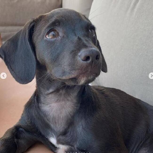 La ternura de Dexter. Captura de Instagram.