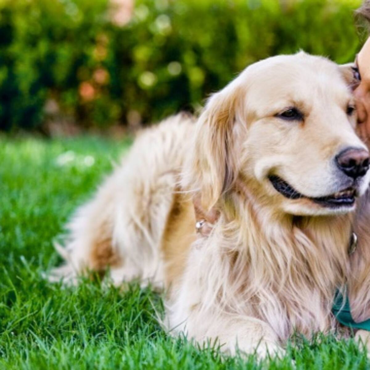 Descubren que los corazones de los perros laten en sincronía con los de sus amos
