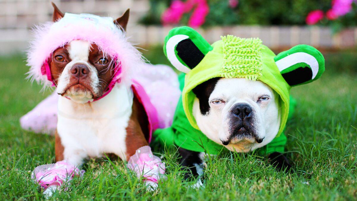 ¿Qué cuidados debemos tener con nuestras mascotas en Halloween?