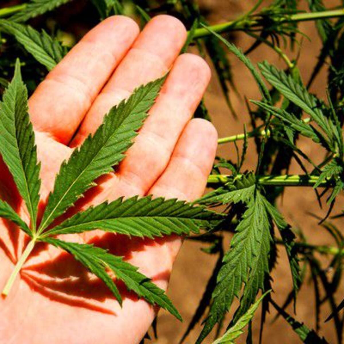 Es oficial: Somos el país más marihuanero de la región