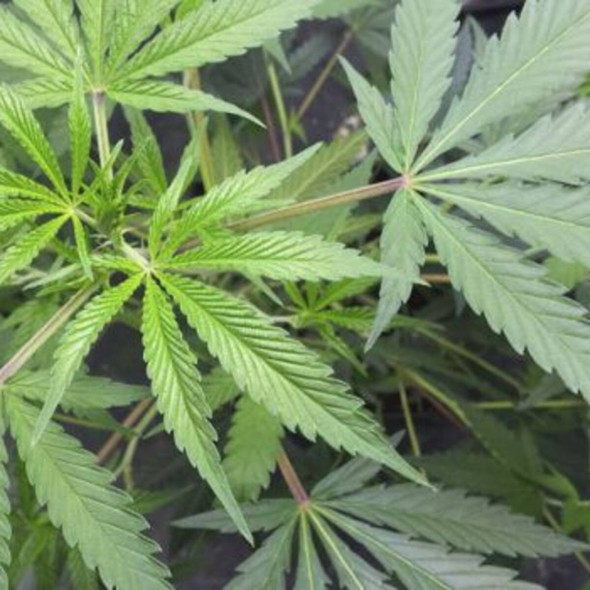 Sobrino delató a su tío que tenía más de 30 plantas de marihuana en la casa