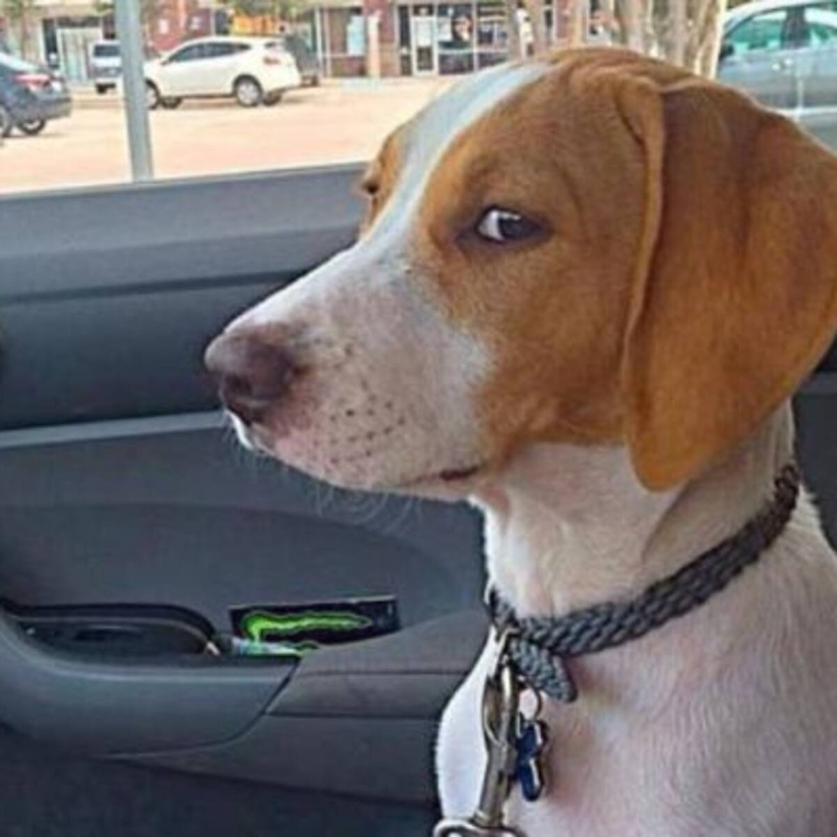 Estudio determinó que los perros pueden detectar a una mala persona