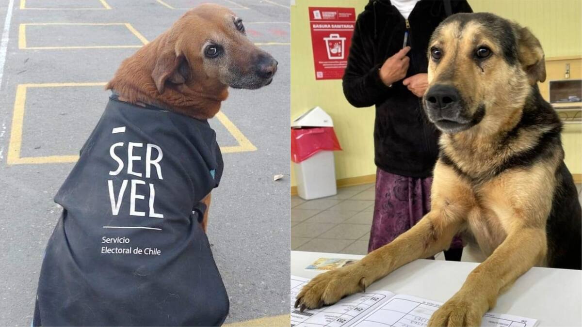 Los memes que dejaron las elecciones presidenciales de Chile 2021