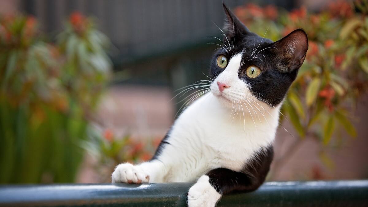 Gato parrandero: Vecinos denunciaron fiesta clandestina, pero era un gato que subió la música con su patita