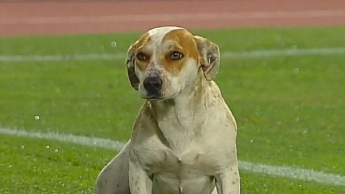Perrito que orinó en partido de Colo-Colo contra Curicó Unido busca nuevo hogar