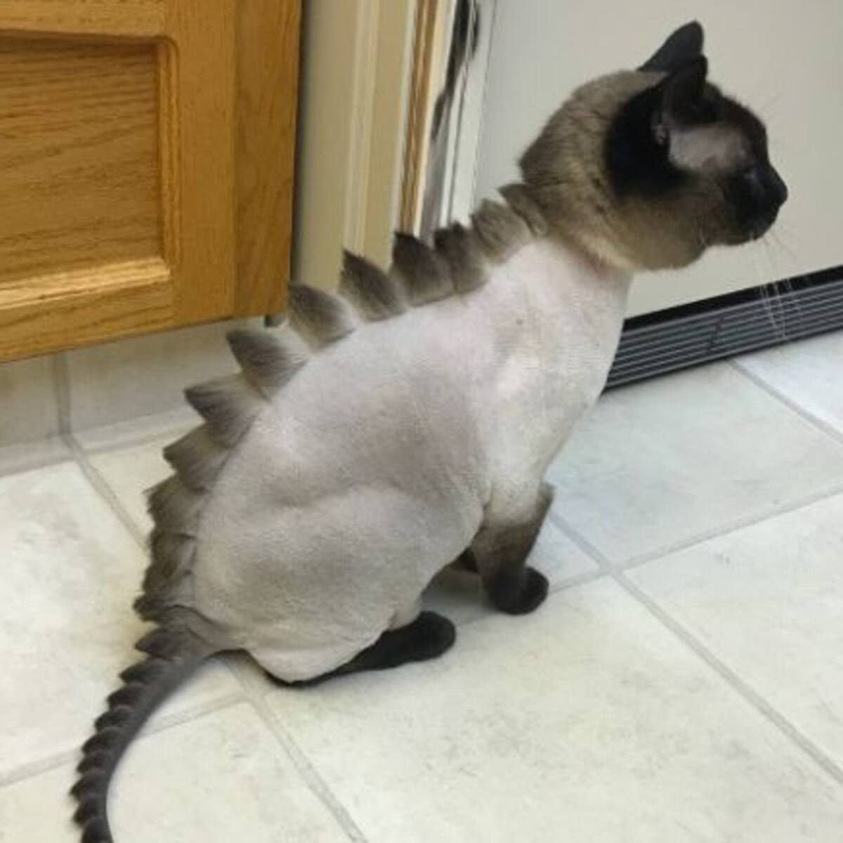 Catzilla: La nueva moda para que los gatos tengan un «dino-aspecto»