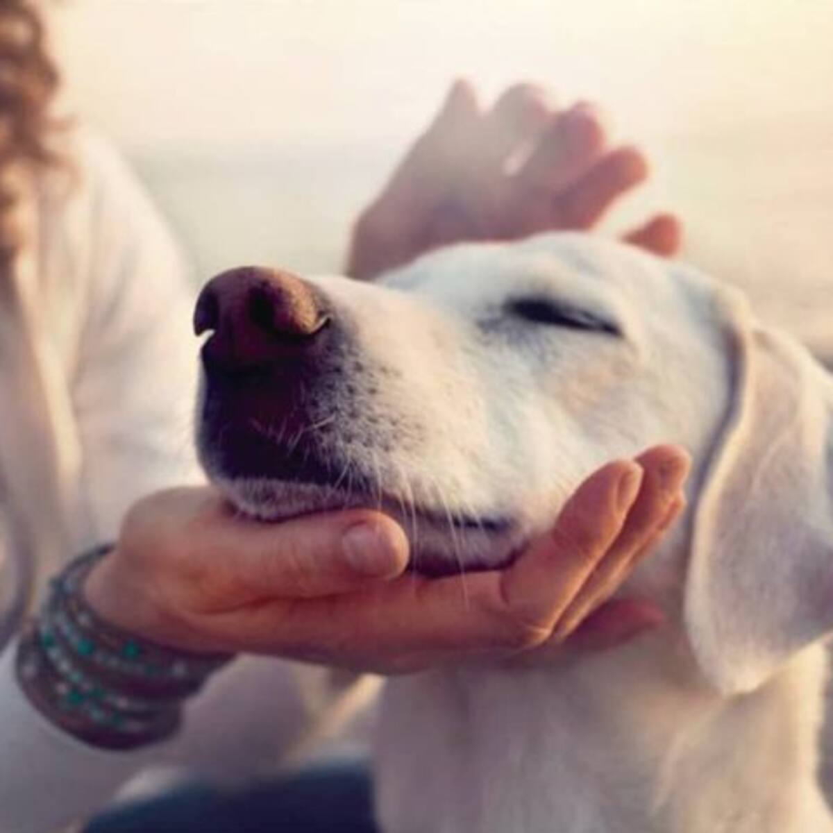 Según estudios, hablarle como bebé a tu perro estaría bien