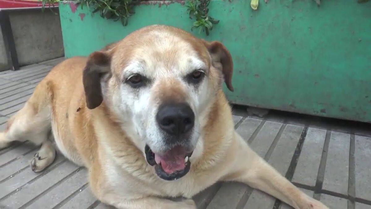 Inauguran veterinaria pública en honor a perrito callejero «Don Luis Apolo»