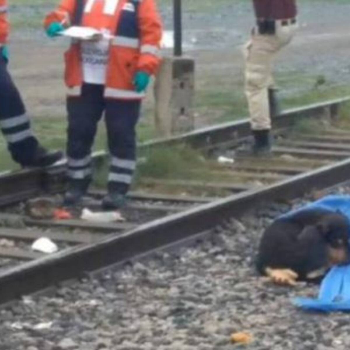 Este perrito no quiere separarse del cadáver de su amo arrollado por un tren