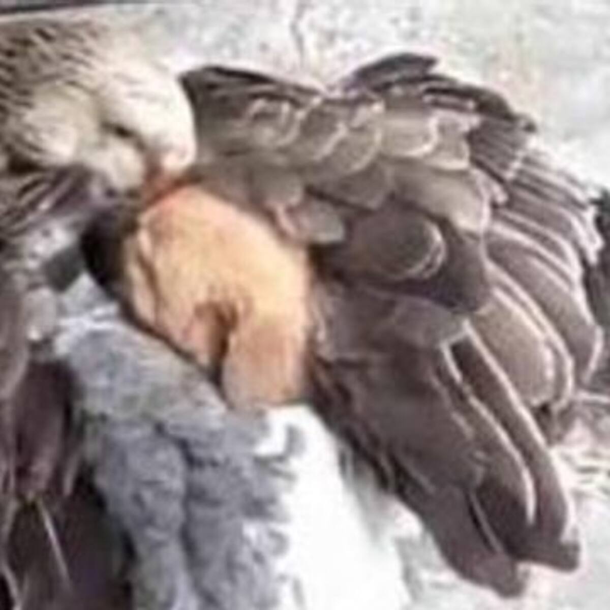 La imagen de un pato protegiendo del frío a un cachorro se tomó las redes sociales