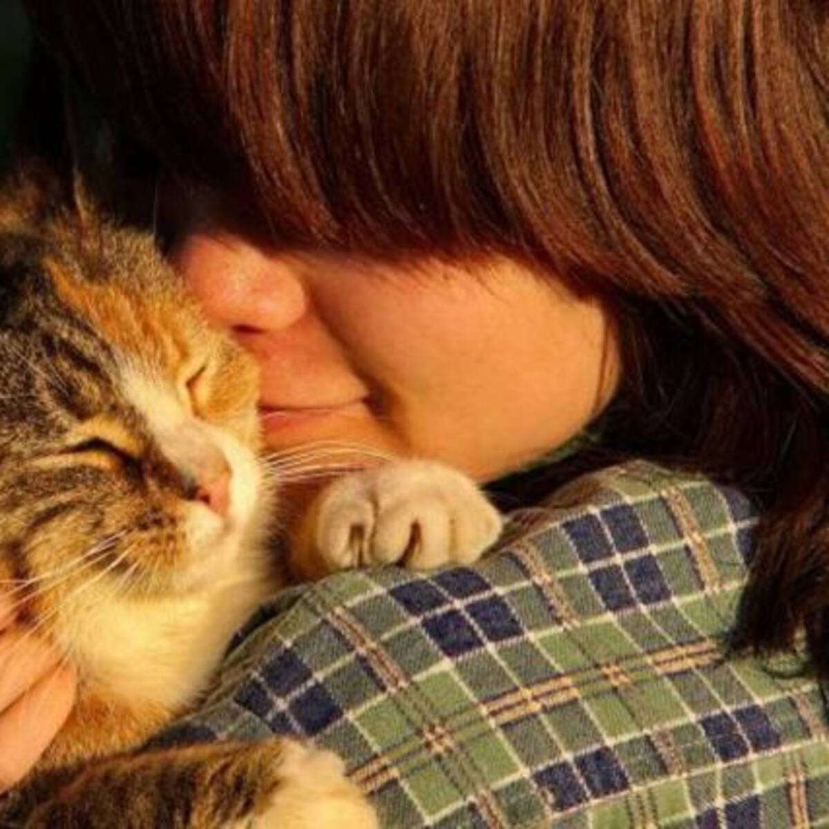 Científicos determinaron que los gatos prefieren a los humanos antes que la comida