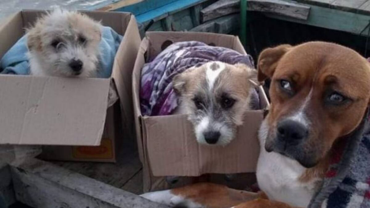 ¡Todo un ejemplo! Perritas viajaron en bote para asistir a jornada de esterilización en Chiloé