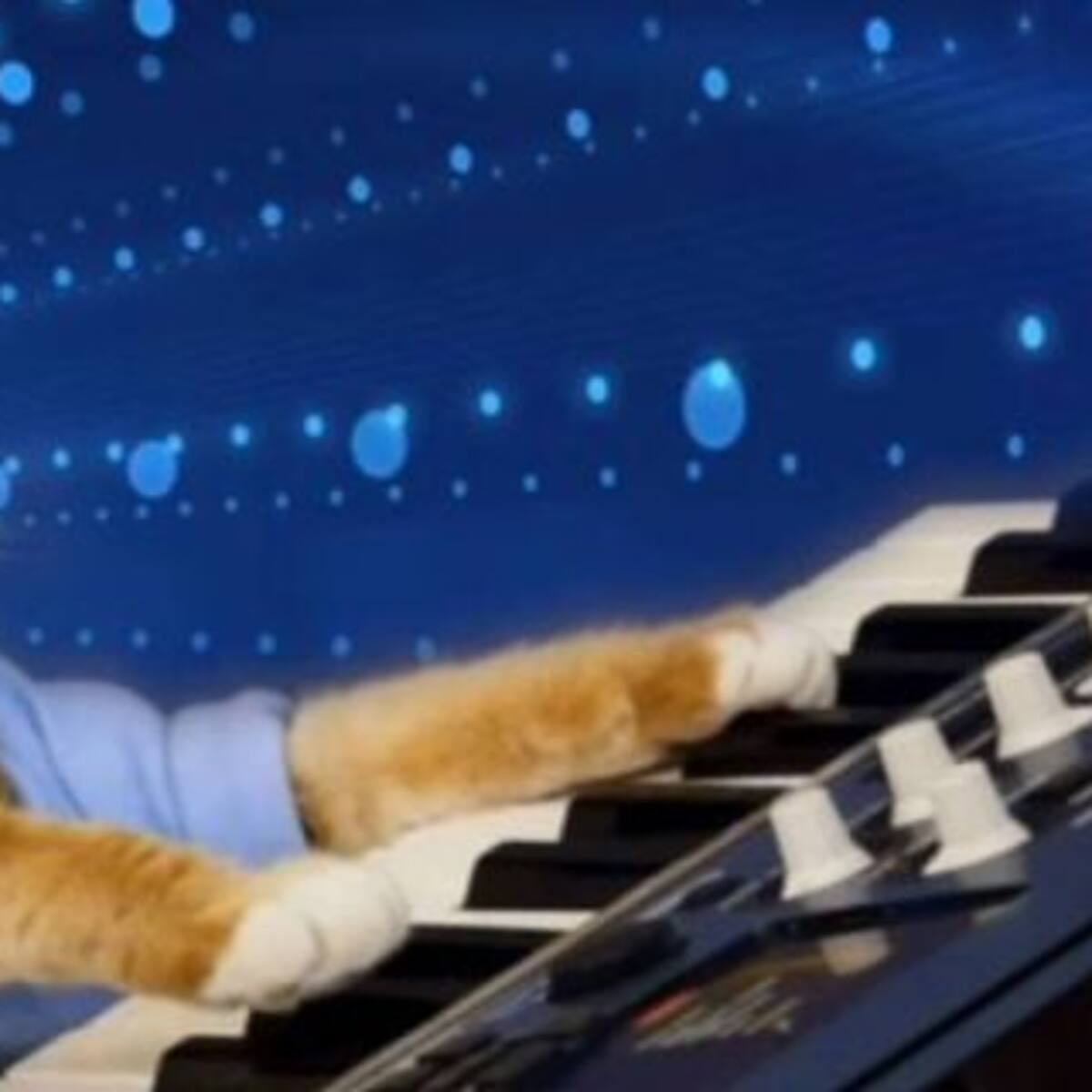 Día de los gatos: Los mejores videos de mininos de Youtube