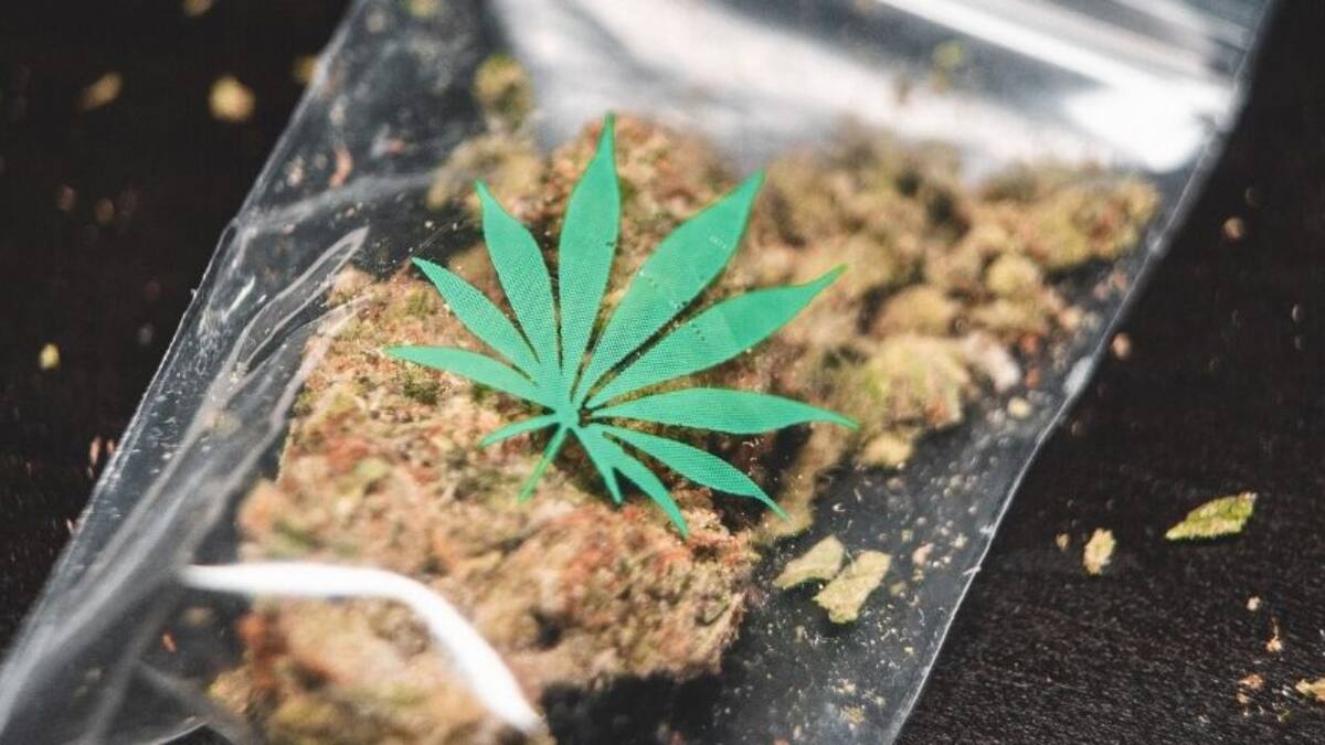 A ver… Chile es el tercer país en el mundo con mayor consumo de marihuana