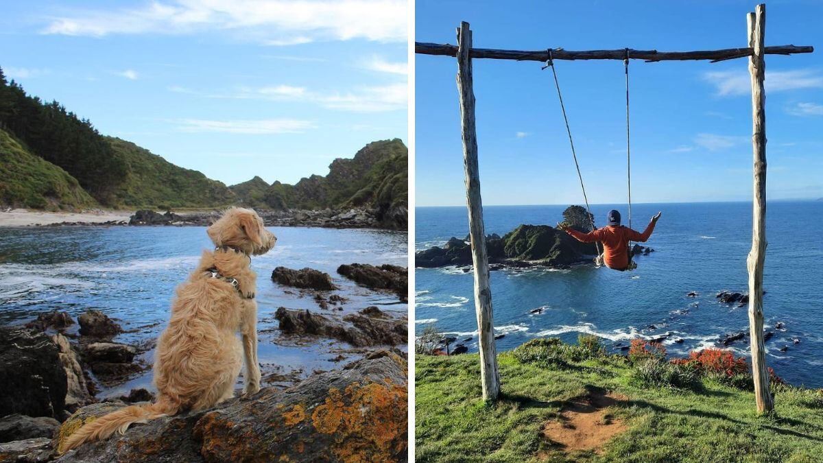 Instagram @teslanio.thedoggy y @antoniodejesusaguilera