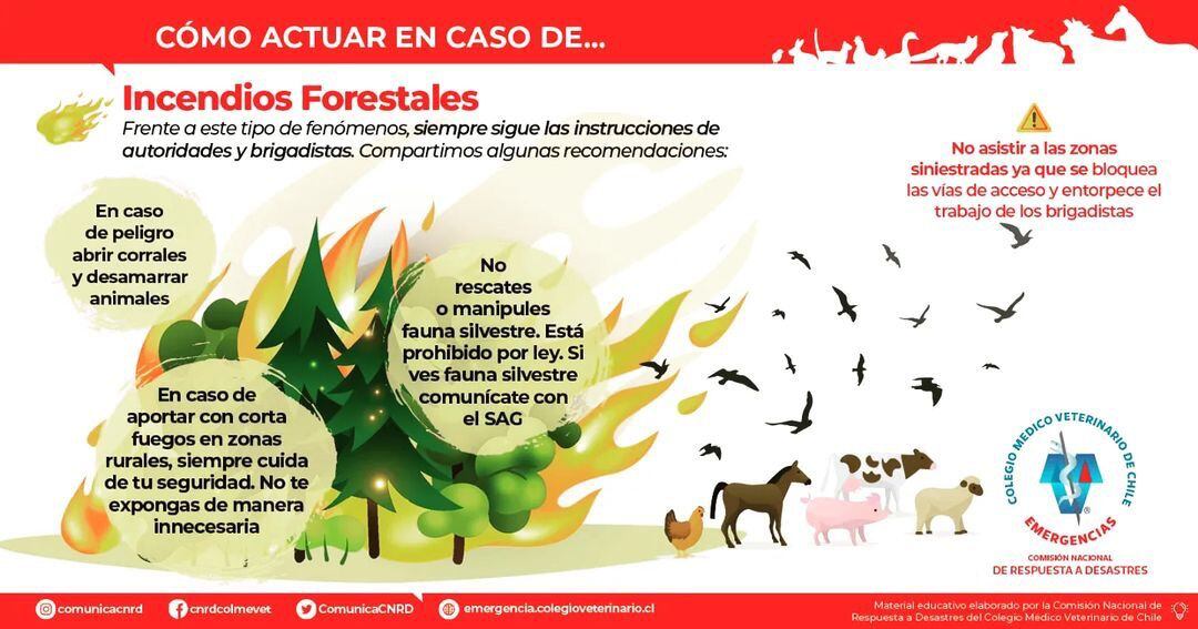 Fuente: @colmevetbiobio