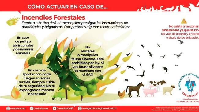 Fuente: @colmevetbiobio