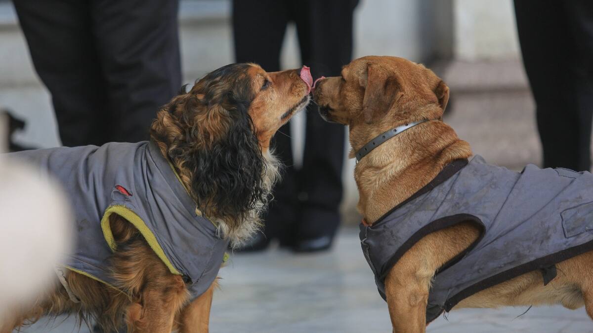 Convención Constitucional aprueba en general artículo que defiende los derechos de los animales