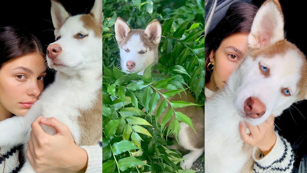 Leonardo DiCaprio perro