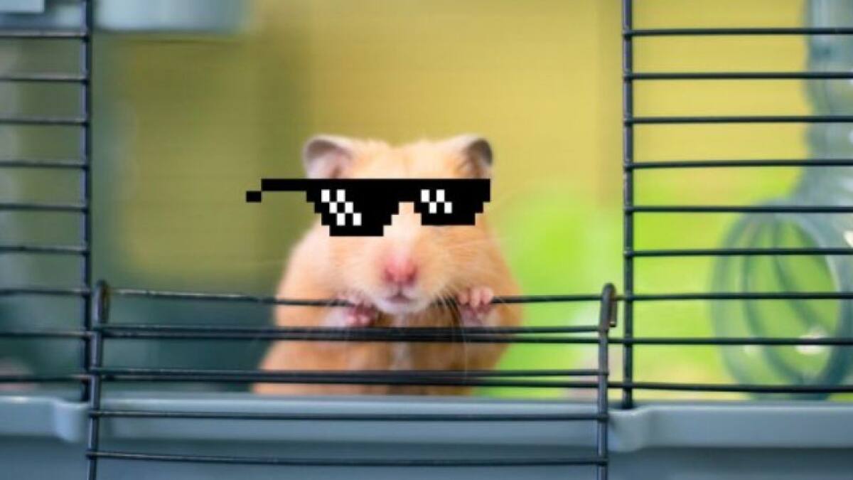 ¿Quién es Mr. Goxx? Conoce al hámster que invierte y gana dinero con criptomonedas