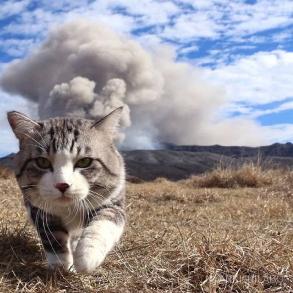 Geofísico publica hilo en Twitter donde compara volcanes chilenos con tiernos gatitos