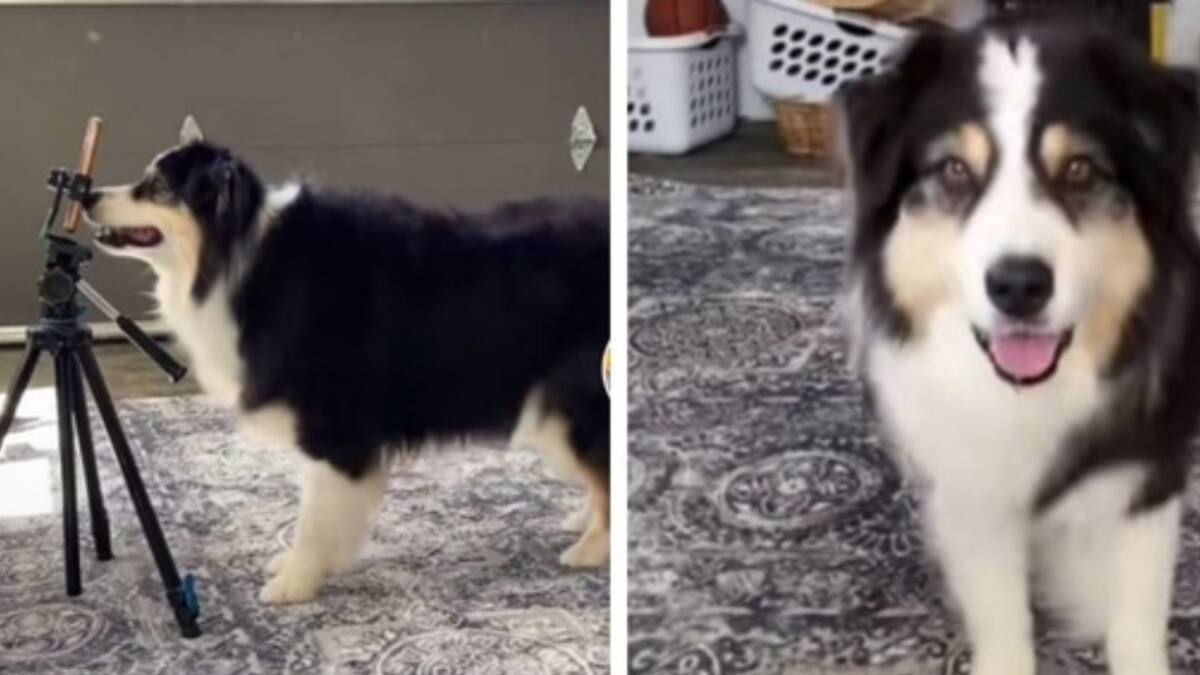 ¡Se graba solito! Perro Tiktoker se vuelve viral y hace videos sin ayuda de un ser humano
