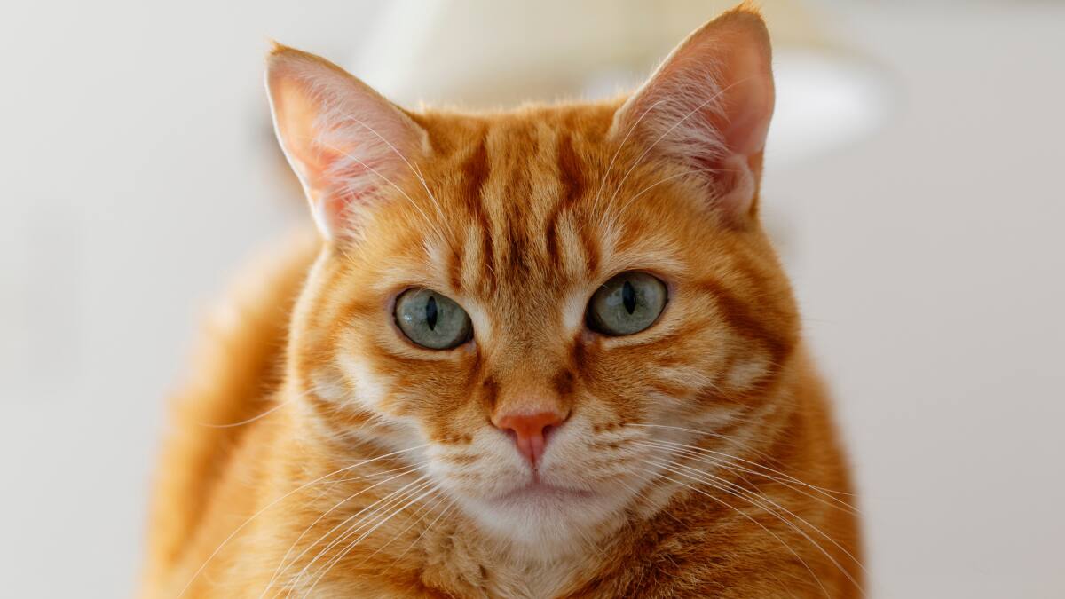 ¿Cómo comunicarse con gatos?: Científicos revelaron información