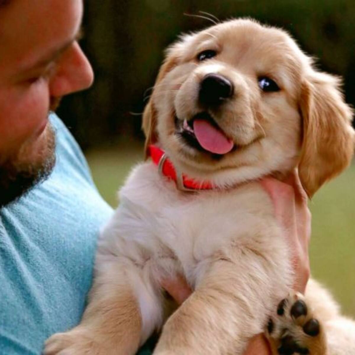 Un cachorro mató a su dueño de un disparo