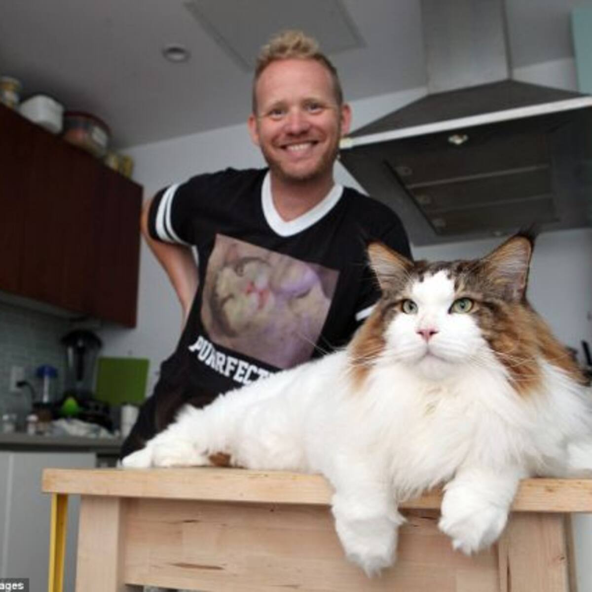 Conoce a Samson, el gato más grande de EE.UU