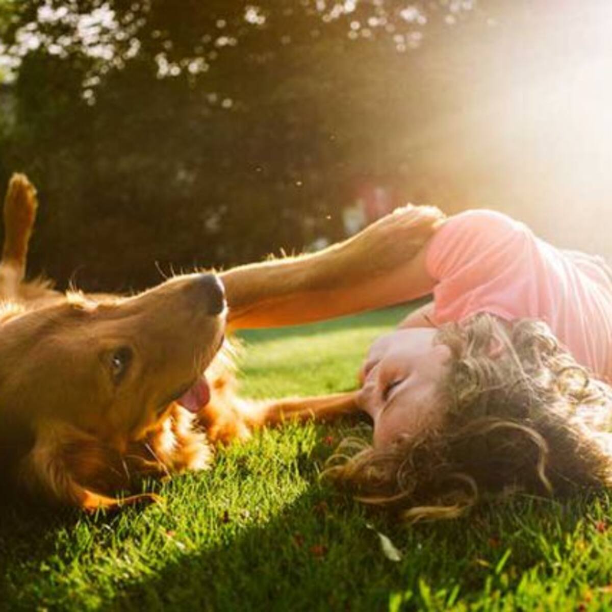 Este sábado hay adopción de perritos en Las Condes (¡Se suspende por clima!)