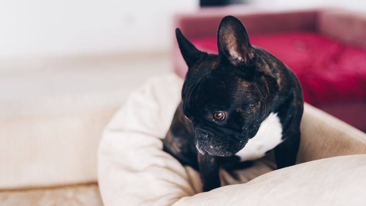 Dato útil: ¿Cómo elegir la cama perfecta para mi perro?