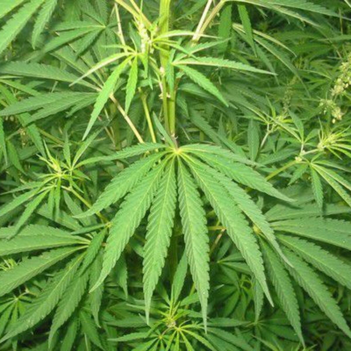 Encuentran plantación de marihuana en incendio