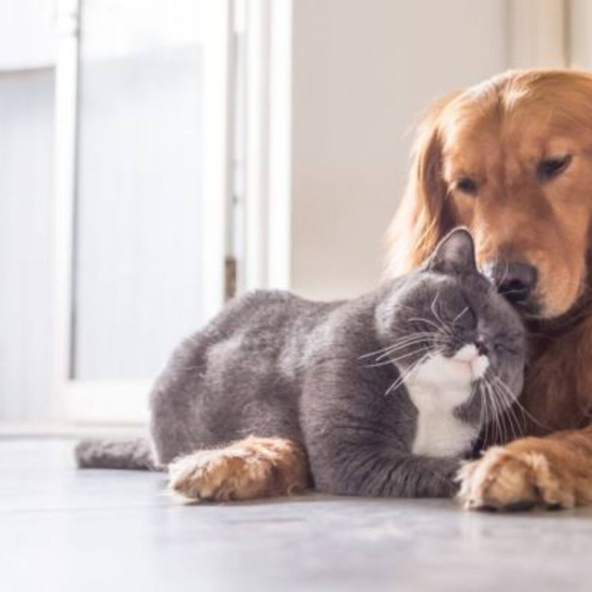 Es por esto que jamás deberías darle longaniza ni empanadas a tus mascotas