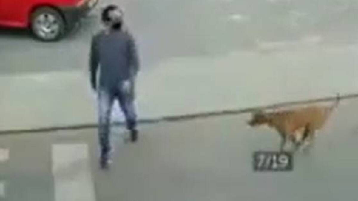Viral del día: La triste historia que esconde el perro que atropella a un hombre