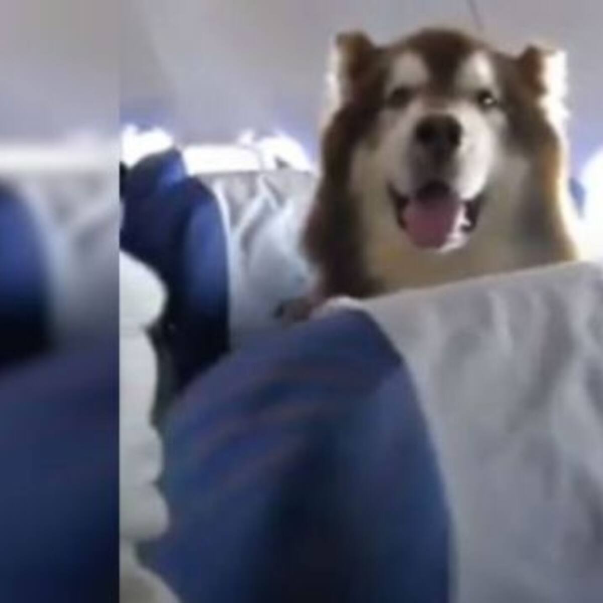 Un enorme perrito viaja en avión junto a su dueña y enamora a todo internet