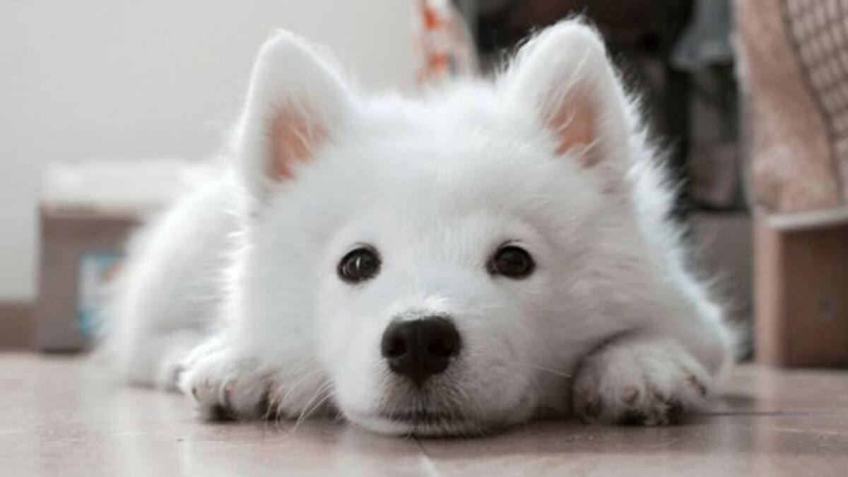 Netflix anuncia fecha de su nueva serie documental «Dogs»