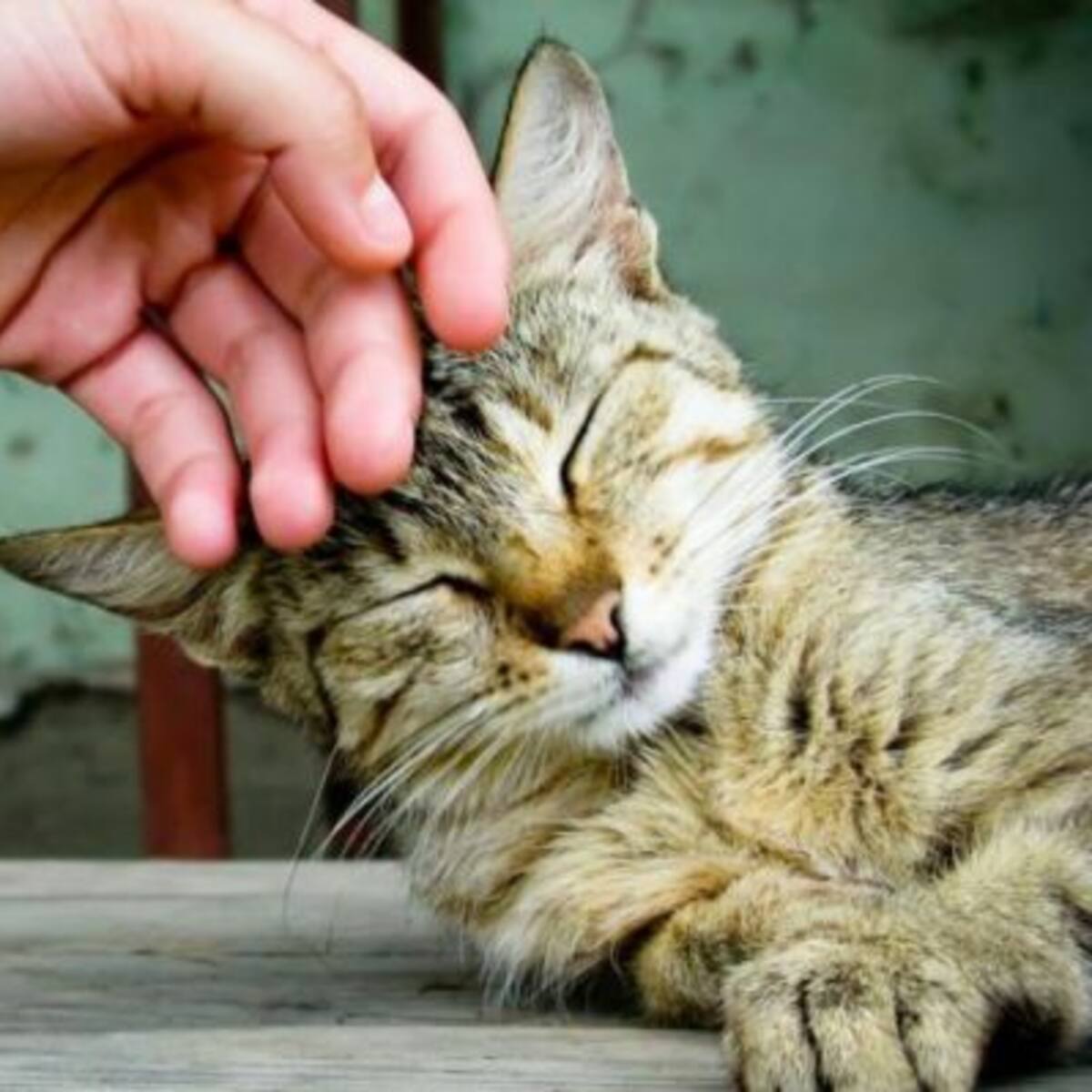 Gatos prefieren contacto humano a la comida