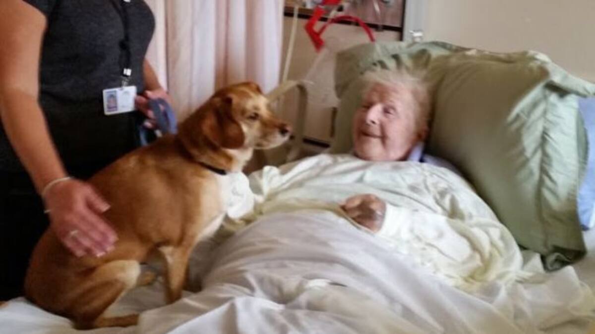 Hospital en Canadá permite que las mascotas visiten a sus dueños
