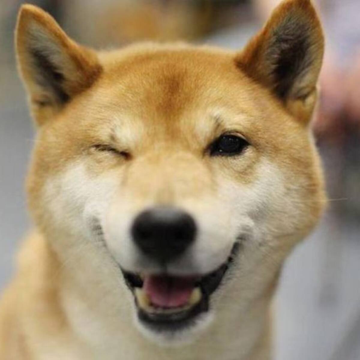 Ley Cholito: Se acaba el plazo para registrar a tu mascota