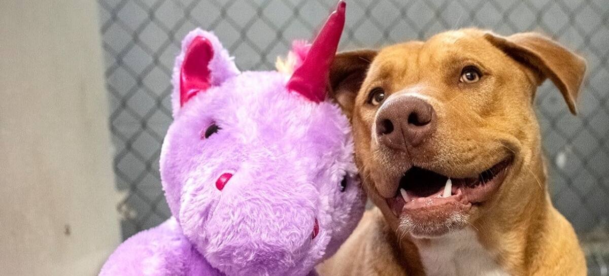 Perrito Peluche