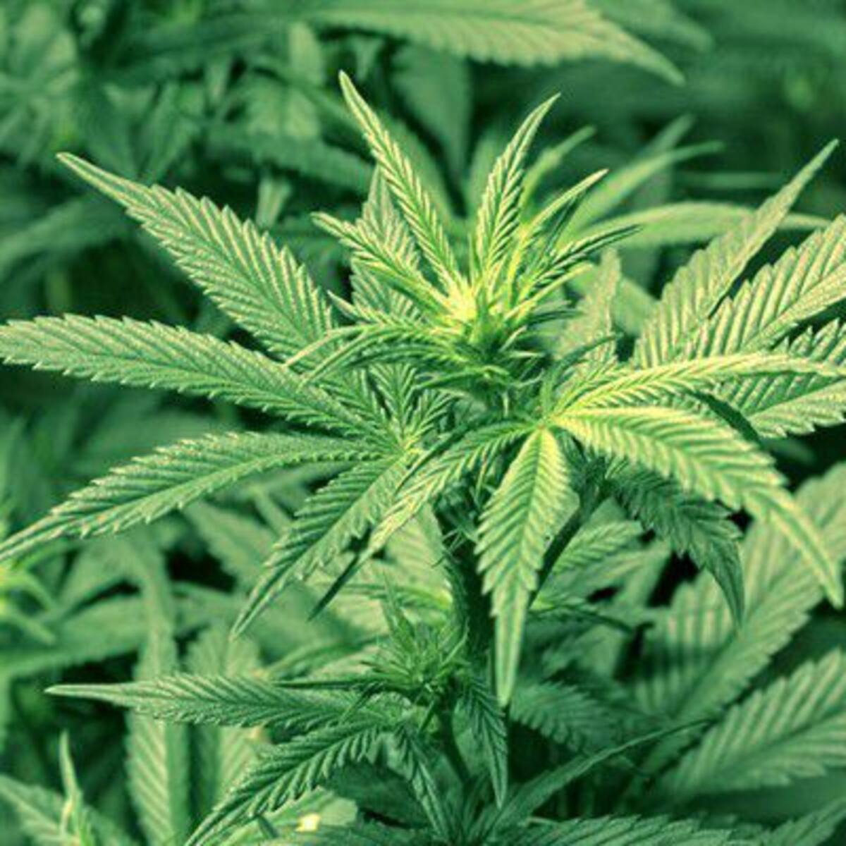 Mujer es descubierta con particular alimento de marihuana en una cárcel