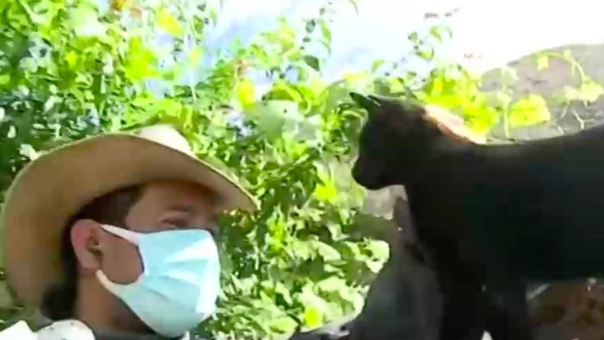 ¡Ñoo, amo! Hombre se reencontró con su gatito en plena transmisión en vivo