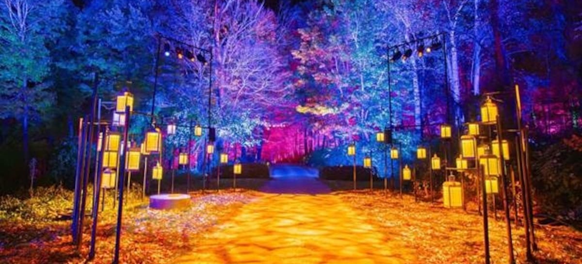 CL - "Harry Potter: La Experiencia del Bosque Prohibido"