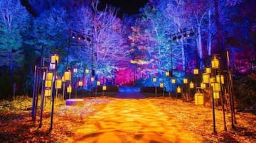 "Harry Potter: La Experiencia del Bosque Prohibido" llega a Chile 2026: Fecha, lugar y venta de entradas para el fascinante recorrido