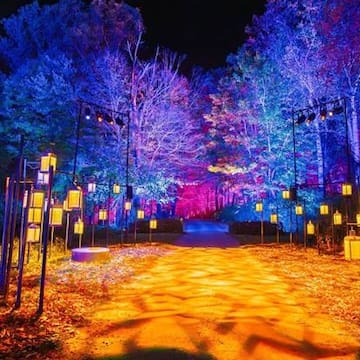 "Harry Potter: La Experiencia del Bosque Prohibido" llega a Chile 2026: Fecha, lugar y venta de entradas para el fascinante recorrido