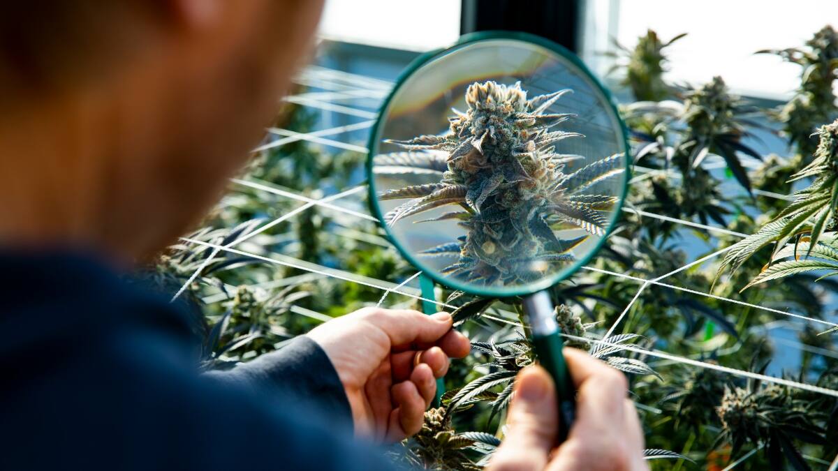 Estudio asegura que compuestos de la cannabis previenen el contagio de Covid-19